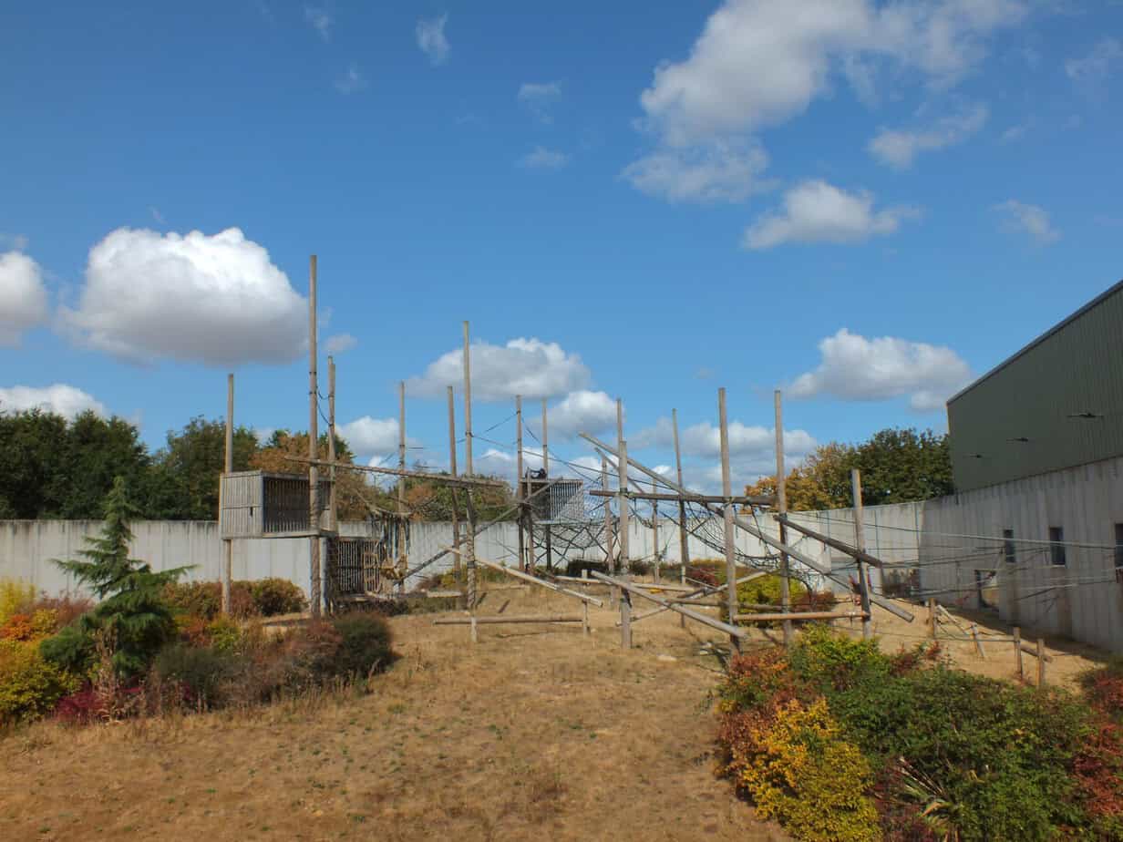 Large outdoor primate habitat at Twycross Zoo filled with tall wooden poles ropes nets and climbing structures. Trees and shrubs surround the enclosure beneath a bright blue sky.
