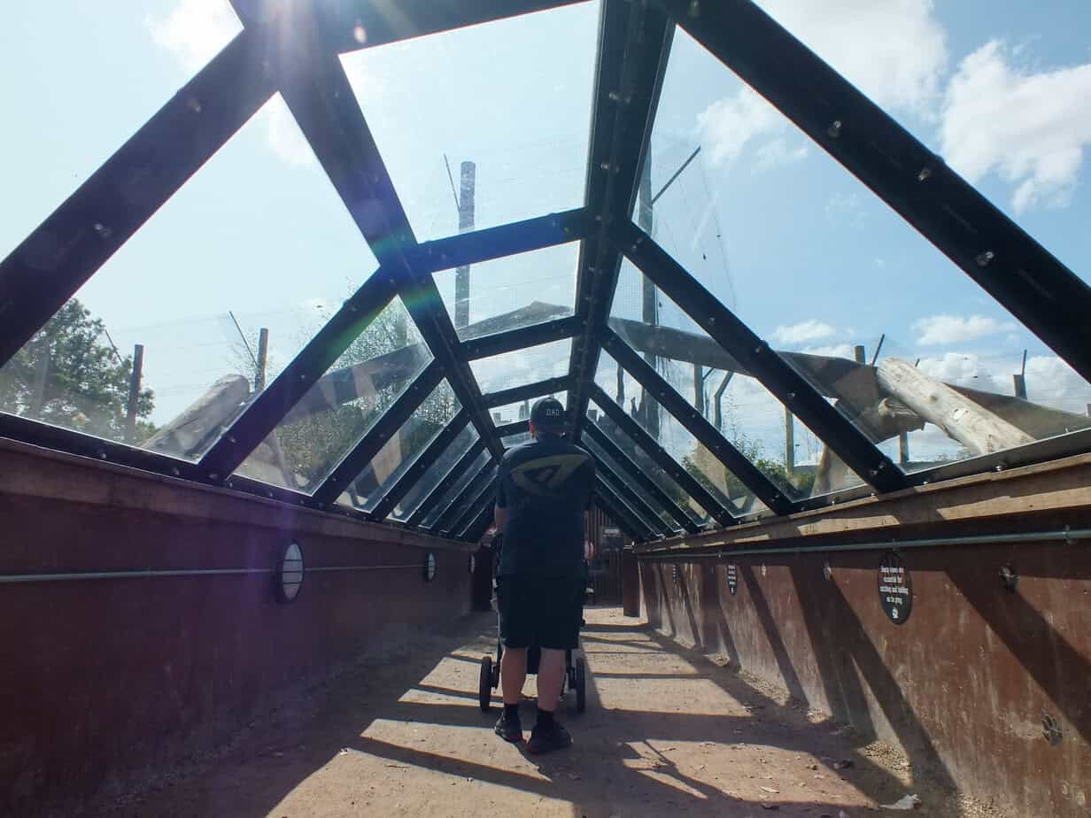 Adult pushes a stroller through a glass roofed viewing tunnel at Twycross Zoo with animal habitat areas visible on both sides. Close viewing spaces like this show part of the visitor experience for families asking whether Twycross Zoo Worth It.