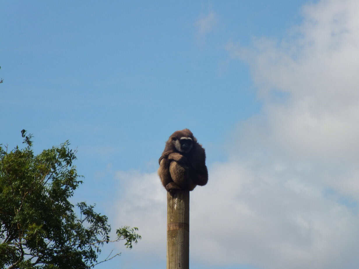 Small brown primate perched high on top of a wooden pole at Twycross Zoo. The animal sits silhouetted against a bright blue sky with trees below.