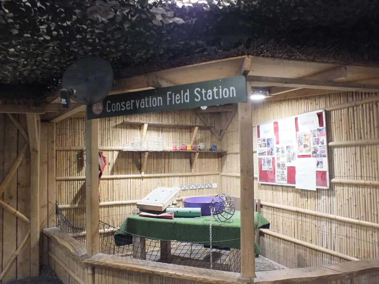 Conservation display at Twycross Zoo beneath a sign reading "Conservation Field Station". The bamboo lined space contains educational displays and equipment showing another side of the zoo for visitors wondering whether Twycross Zoo Worth It.