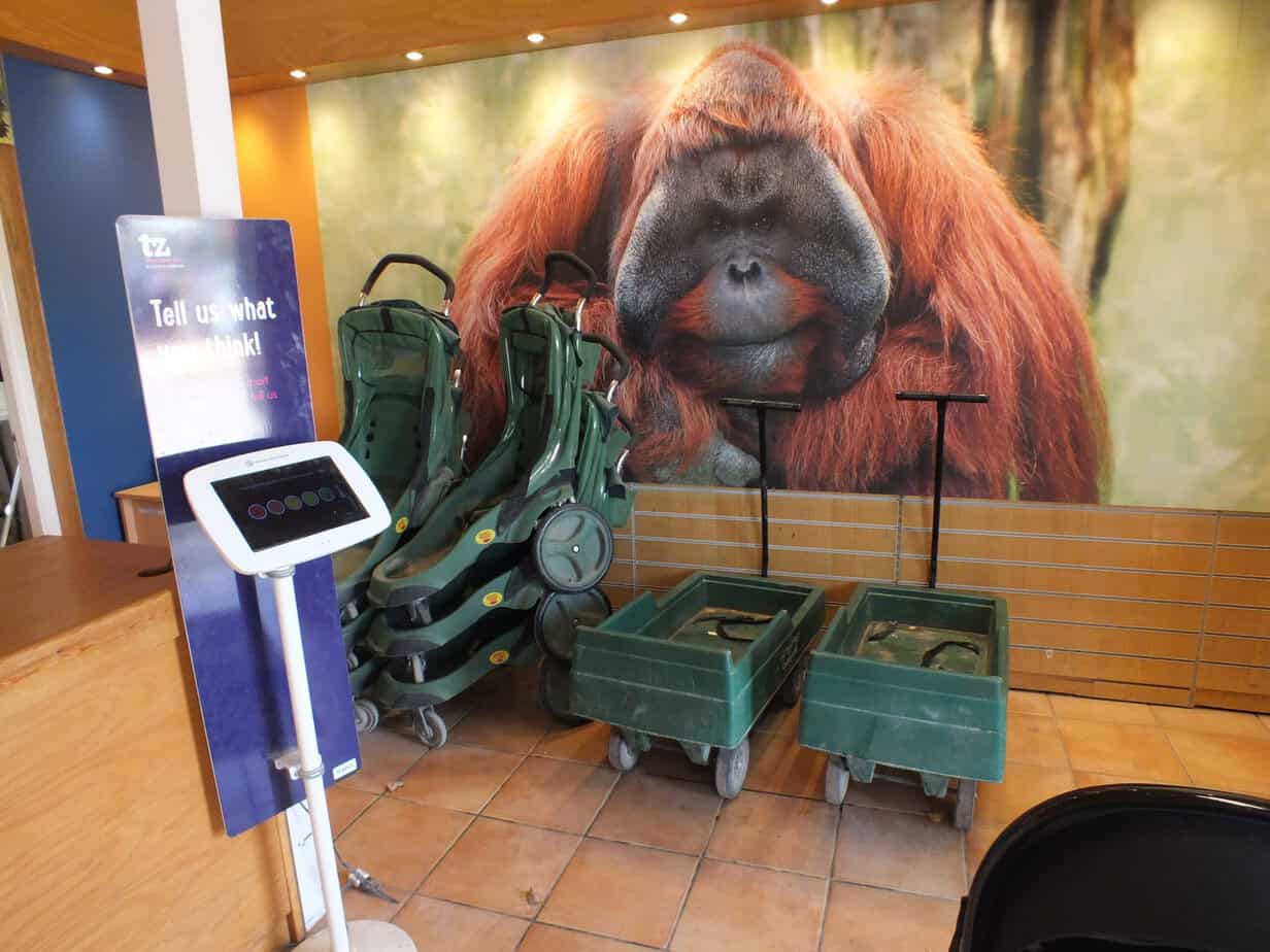 Stack of green child buggies beside a visitor feedback screen inside Twycross Zoo with a large orangutan photograph covering the wall behind them. The sign beside the screen reads "Tell us what you think".